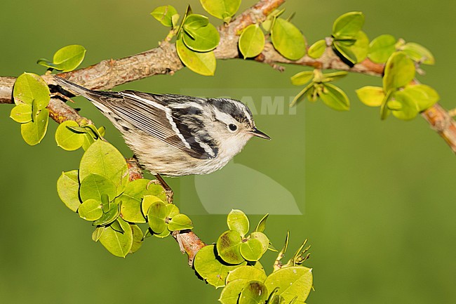 Adult female Black-and-white Warbler (Mniotilta varia) during spring migration at Galveston County, Texas, USA. Perched in a tree. stock-image by Agami/Brian E Small,