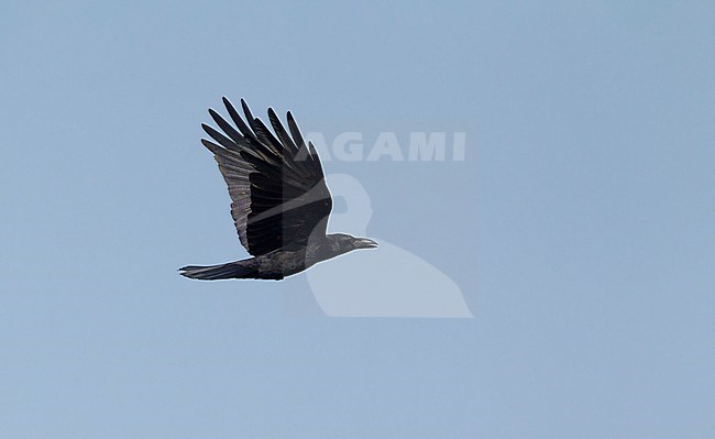 Indian Jungle Crow (Corvus culminatus), Kanha NP, India stock-image by Agami/Helge Sorensen,