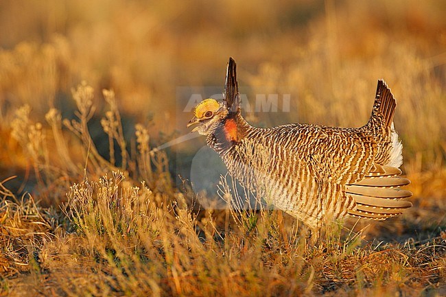 Adult male
Roosevelt Co., NM
April 2006 stock-image by Agami/Brian E Small,