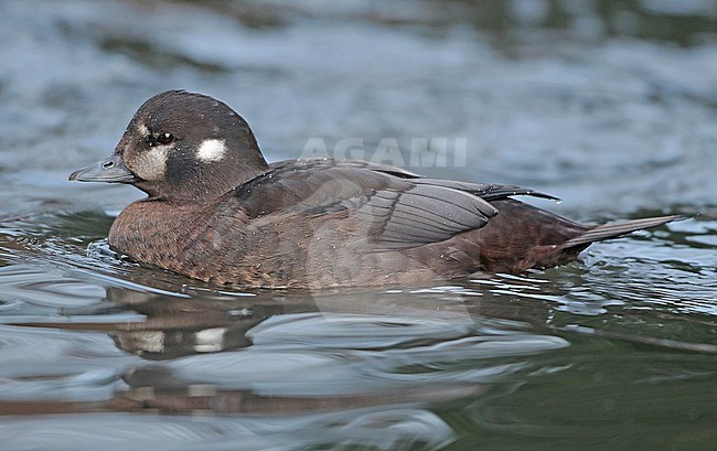 Harlequin Duck (Histrionicus histrionicus), adult female swimming in captivity, seen from the side. stock-image by Agami/Fred Visscher,