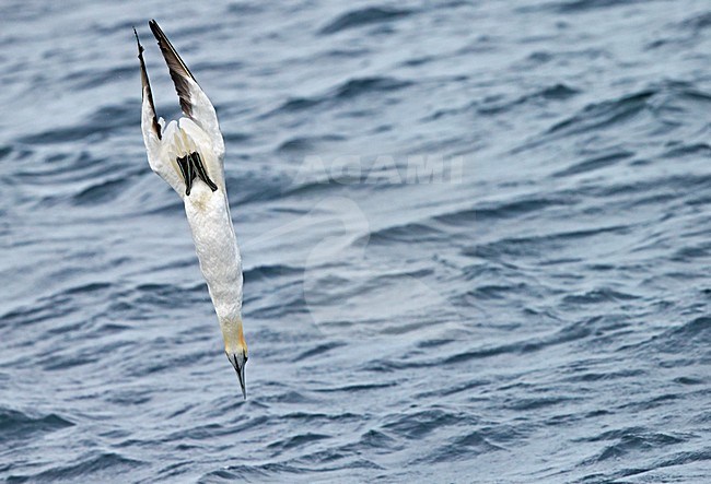 Jan-van-Gent duikend; Northern Gannet diving stock-image by Agami/Markus Varesvuo,