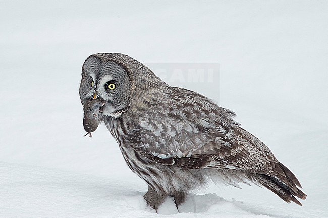 Great Grey Owl (Strix nebulosa) wintering in cold taiga forest in northern Finland. stock-image by Agami/Markus Varesvuo,