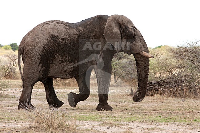 Afrikaanse Olifant in Etosha NP Namibie, African Elephant in Etosha NP Namibia stock-image by Agami/Wil Leurs,