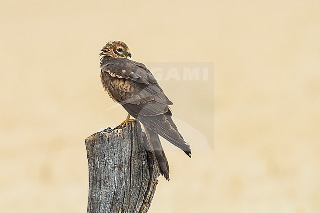 Female Montagu's Harrier (Circus pygargus) perched on a pole in Spain stock-image by Agami/Alain Ghignone,