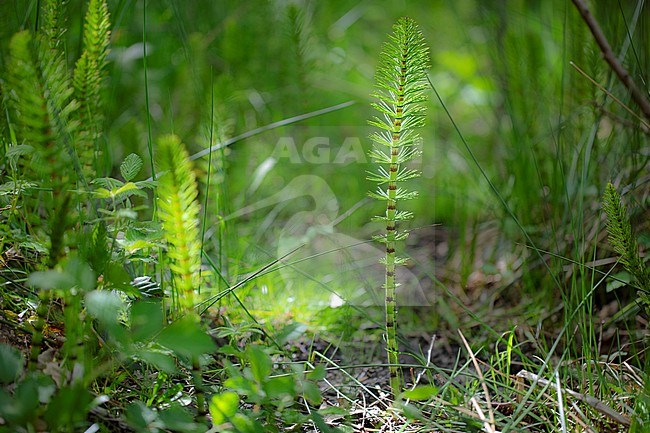 Great Horsetail, Equisetum telmateia stock-image by Agami/Wil Leurs,