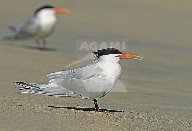 Californische Kuifstern, Elegant Tern, Thalasseus elegans stock-image by Agami/Pete Morris,