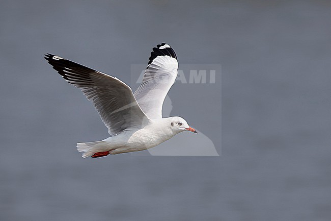 Adult brown-headed gull (Chroicocephalus brunnicephalus) in winter plumage in flight, found in Thailand, Pak Thale stock-image by Agami/Mathias Putze,