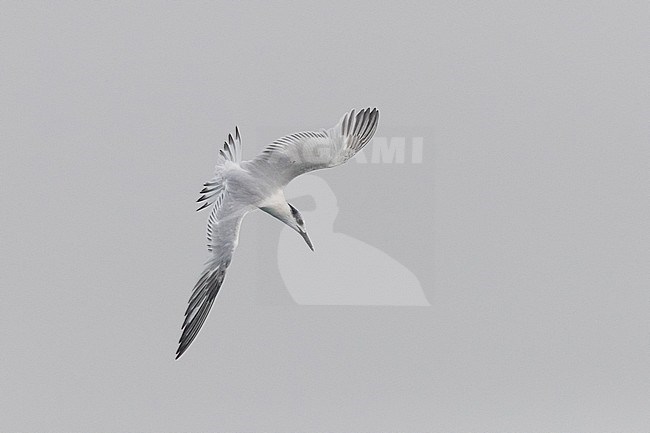 Sandwich Tern (Thalasseus sandvicensis), juvenile in flight showing upperparts, Lazio, Italy stock-image by Agami/Saverio Gatto,