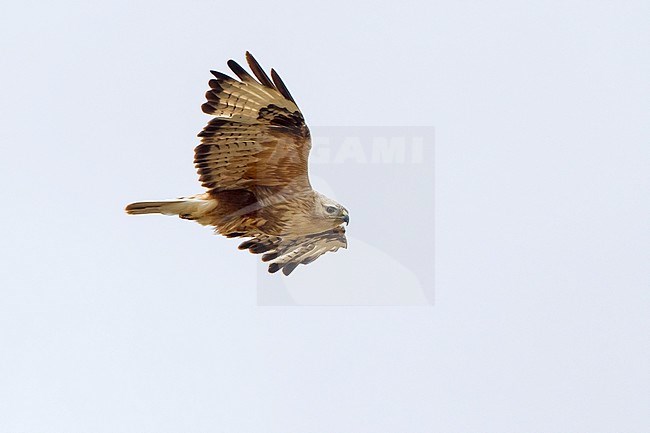 Adult Long-legged Buzzard (Buteo rufinus) soaring in the sky at Inderbor, Atyrau, in Kazakhstan. Seen from below. stock-image by Agami/David Monticelli,