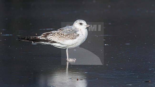 Fist winter Common Gull (Larus canus canus) sitting on frozen pond in Vilvoorde, Brabant, Belgium. stock-image by Agami/Vincent Legrand,