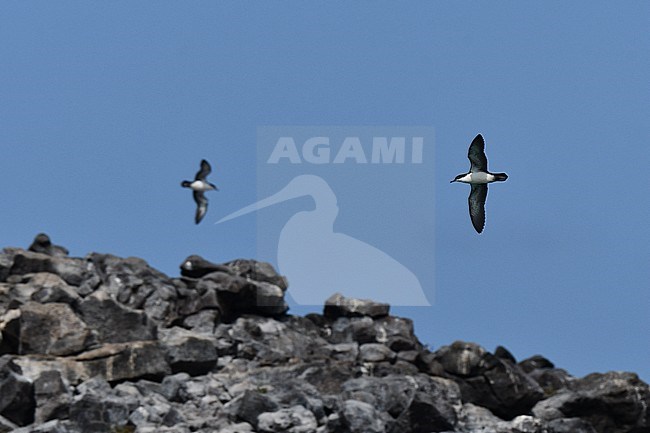 Galapagos Shearwater (Puffinus subalaris) on the Galapagos islands. Endemic breeder to the archipelago. Flying above the colony during the day. stock-image by Agami/Laurens Steijn,