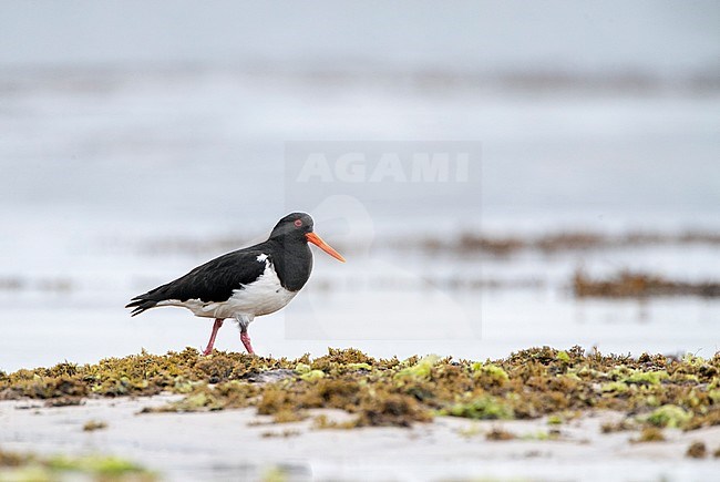 Adult Chatham Oystercatcher (Haematopus chathamensis) standing on the beach on the main island of Chatham Island Archipelago, New Zealand. stock-image by Agami/Marc Guyt,