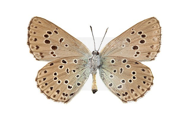 Large Blue, Tijmblauwtje, Phengaris arion stock-image by Agami/Wil Leurs,