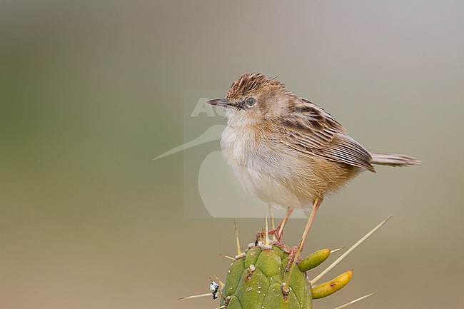 Zitting Cisticola - Zistensänger - Cisticola juncidis ssp. cisticola, Morocco stock-image by Agami/Ralph Martin,