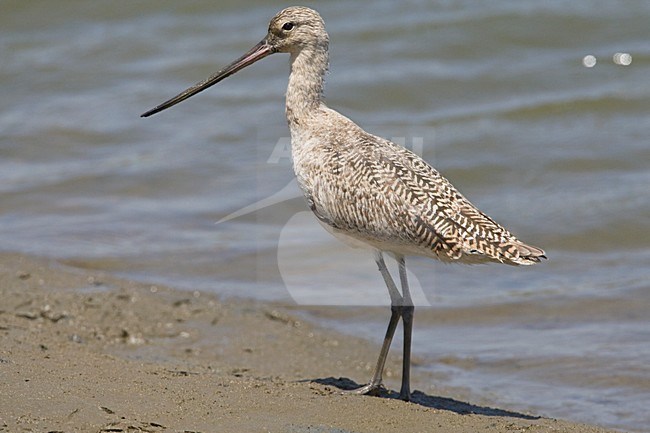 Marmergrutto Californie USA, Marbled Godwit California USA stock-image by Agami/Wil Leurs,