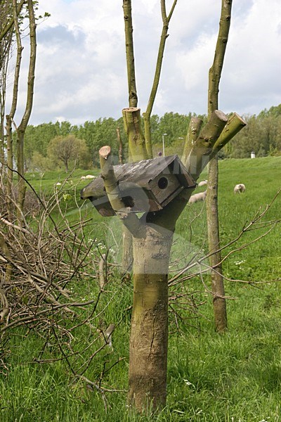 boom met nest van Steenuil,tree with nest of Little Owl stock-image by Agami/Chris van Rijswijk,