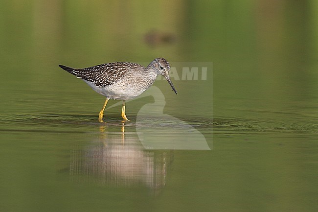  stock-image by Agami/Glenn Bartley,