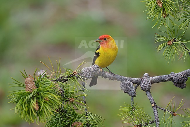 Adult male
Jefferson Co., CO
June 2023 stock-image by Agami/Brian E Small,