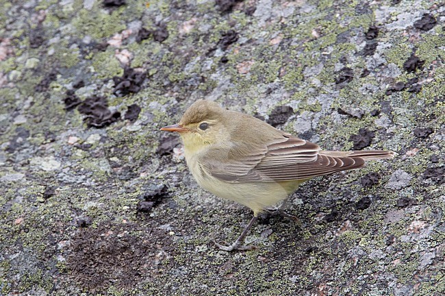 Spotvogel op de grond; Icterine Warbler on the ground stock-image by Agami/Markus Varesvuo,