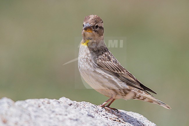 Rock Sparrow (Petronia petronia barbara), adult standing on a stone in Italy. Showing yellow throat patch. stock-image by Agami/Saverio Gatto,