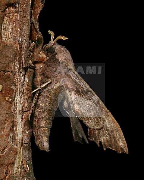 Eyed Hawkmoth; Pauwoogpijlstaart stock-image by Agami/Bas Haasnoot,