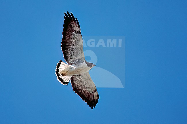 Adult
Kenedy Co., TX
December 1998 stock-image by Agami/Brian E Small,