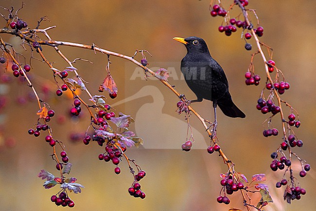 Male Eurasian Blackbird, Turdus merula, in Italy. stock-image by Agami/Daniele Occhiato,