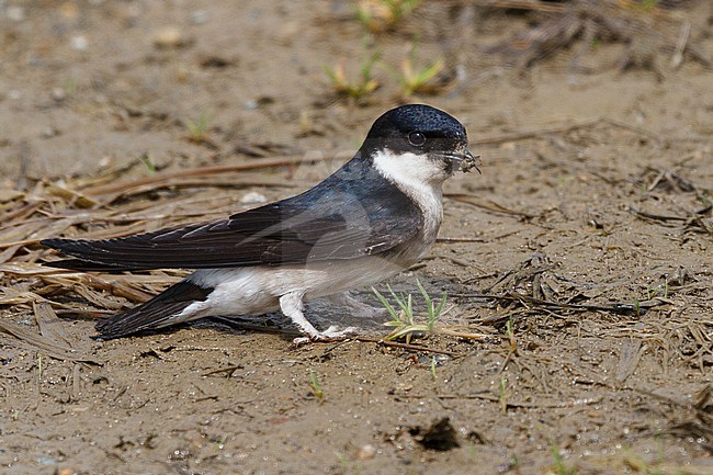 Asian House Martin (Delichon dasypus) on ground in Hokkaido, Japan. stock-image by Agami/Stuart Price,