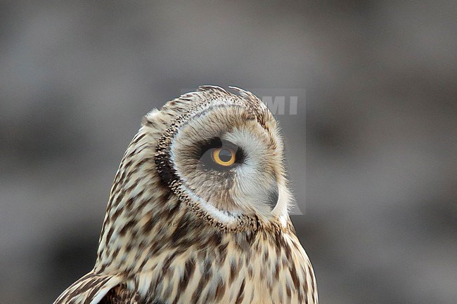 velduil portret; Short-eared owl portret; stock-image by Agami/Walter Soestbergen,