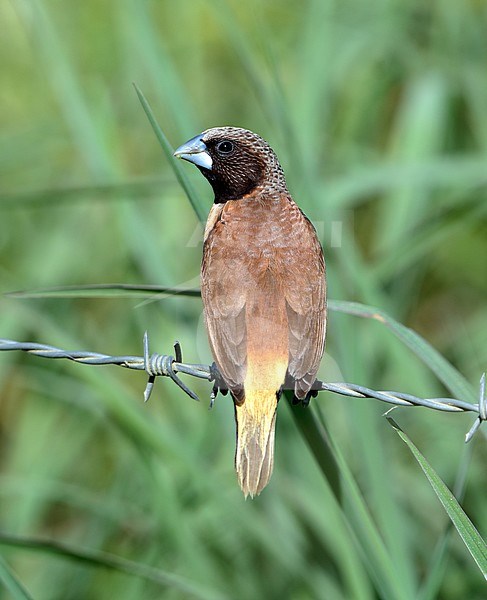 Chestnut-breasted Mannikin (Lonchura castaneothorax) at Daintree in Queensland, Australia. Perched on barbed wire. Also known as the Chestnut-breasted Munia or Bully Bird. stock-image by Agami/Aurélien Audevard,