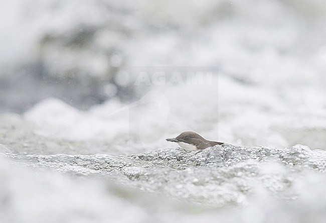 Dipper (Cinclus cinclus) Kuusamo, Finland January 2018 stock-image by Agami/Markus Varesvuo,