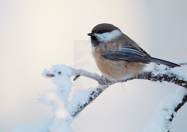 Bruinkopmees in de sneeuw; Grey-headed Chickadee in the snow stock-image by Agami/Markus Varesvuo,