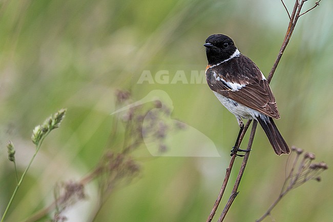 Aziatische Roodborsttapuit; Siberian Stonechat stock-image by Agami/Daniele Occhiato,