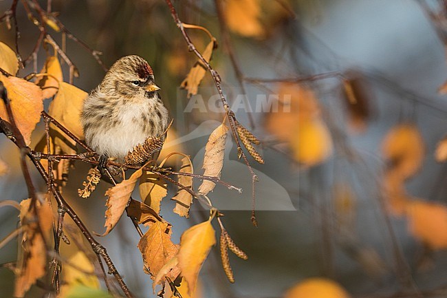 Common Redpoll (Carduelis flammea flammea), Germany (Niedersachsen), 1st cy stock-image by Agami/Ralph Martin,