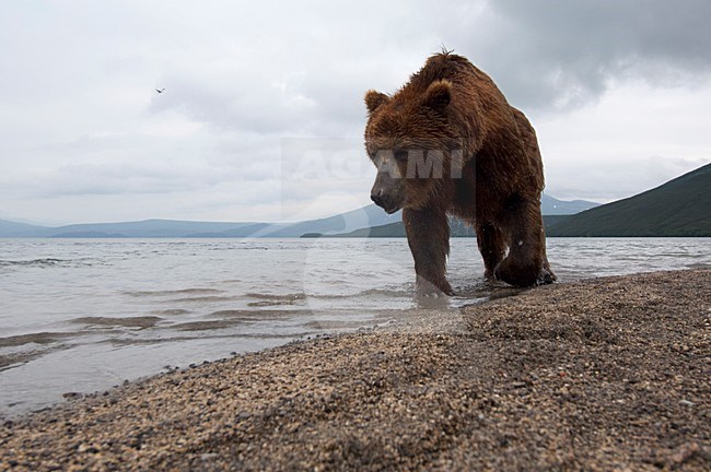 Kamchatka Brown Bear, Kamtsjatkabeer stock-image by Agami/Sergey Gorshkov,