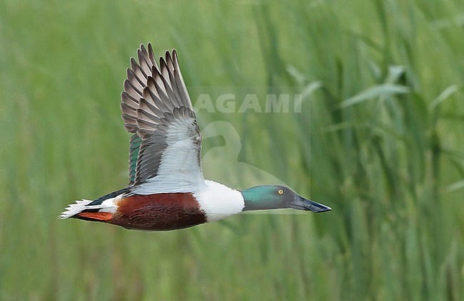 Northern Shoveler (Anas clypeata), adult male in flight, seen from the side, showing underwing. stock-image by Agami/Fred Visscher,