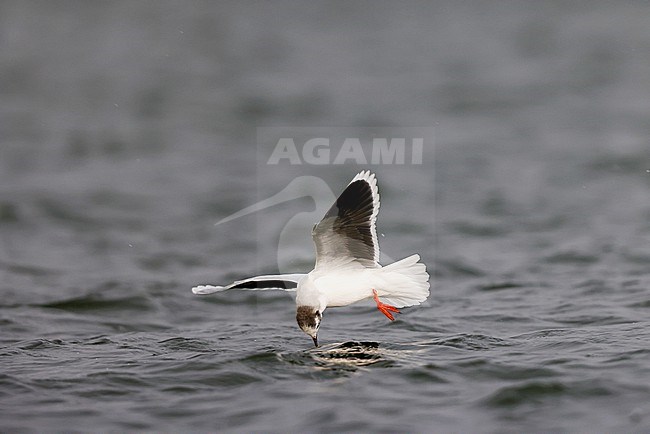 flying Little gull stock-image by Agami/Chris van Rijswijk,