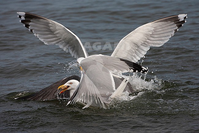 Adult Lesser Black-backed Gull (Larus fuscus) fighting with an adult European Herring Gull (Larus argentatus) for food in the Netherlands. One other Herring Gull arriving at the scene. stock-image by Agami/Marc Guyt,