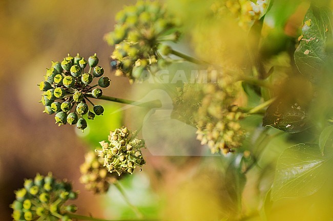 Flowering vy stock-image by Agami/Wil Leurs,
