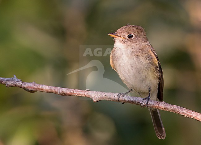 Least flycatcher (Empidonax minimus) perched on a small branch stock-image by Agami/Ian Davies,