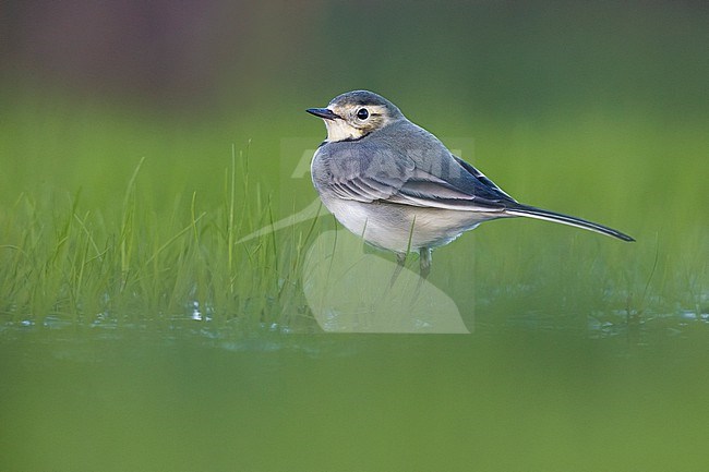 Autumn plumaged White Wagtail (Motacilla alba) in Italy. Standing in green grass. stock-image by Agami/Daniele Occhiato,