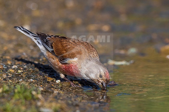 Linnet; Carduelis cannabina bella stock-image by Agami/Daniele Occhiato,