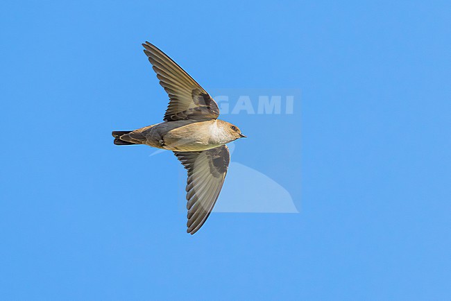 Eurasian Crag Martin, Ptyonoprogne rupestris, in Italy. stock-image by Agami/Daniele Occhiato,