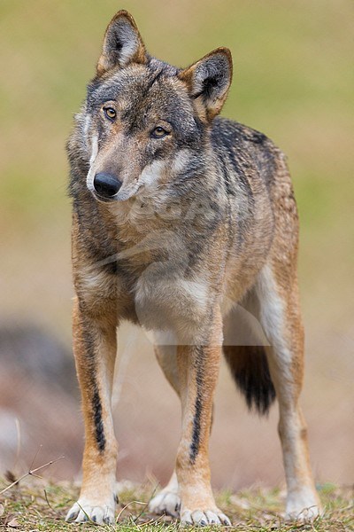 Italian Wolf (Canis lupus italicus), captive animal standing on the ground, Civitella Alfedena, Abruzzo, Italy stock-image by Agami/Saverio Gatto,