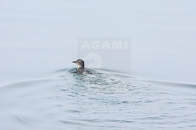 Cassin's Auklet (Ptychoramphus aleuticus) off the coast of California stock-image by Agami/Martijn Verdoes,