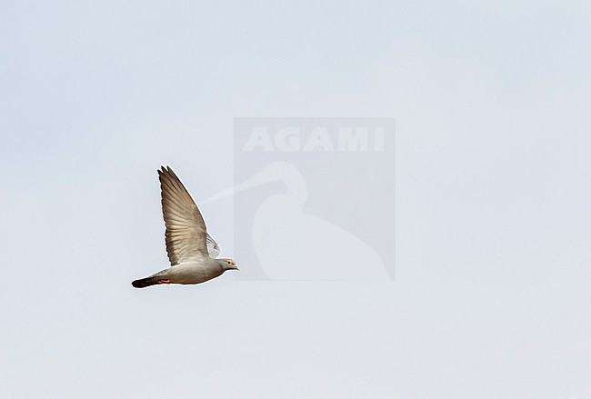 Yellow-eyed Pigeon (Columba eversmanni) in flight in India. stock-image by Agami/Josh Jones,