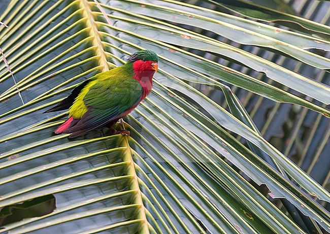 Kuhl's Lorikeet (Vini kuhlii). Now reintroduced, by the Cook Islands Natural Heritage Trust and numerous conservation bodies, to Atiu in the Cook Islands where it was formerly native. The original distributions of the Vini parrots is not easy to prove as they were so frequently moved through early trade. The Kuhl's Lorikeet's habitat is natural tropical moist lowland forests and plantations. stock-image by Agami/Pete Morris,