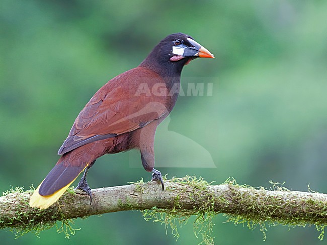 Montezumaoropendola zittend op tak, Montezuma Oropendola perched on a branch stock-image by Agami/Alex Vargas,