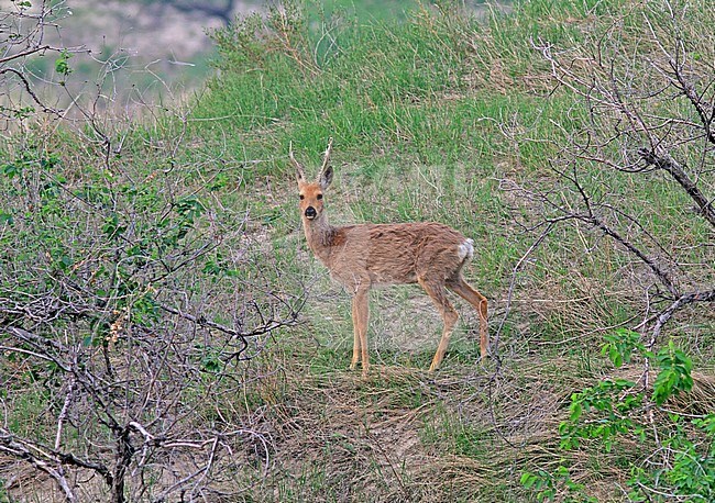 Male Eastern roe deer (Capreolus pygargus) standing alert in China. Also known as Siberian roe deer, Asian roe deer or Chinese roe deer. stock-image by Agami/Pete Morris,