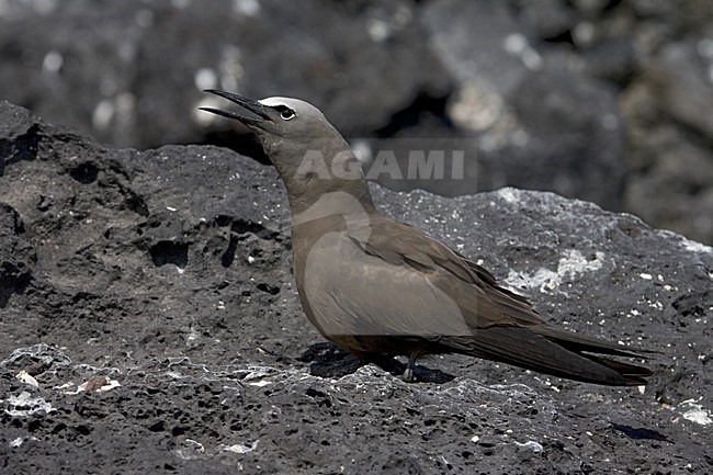 Brown Noddy, Noddy stock-image by Agami/Marc Guyt,